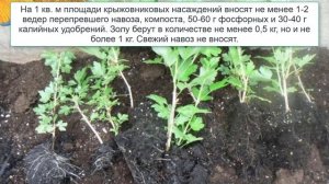 Подкормка крыжовника весной
