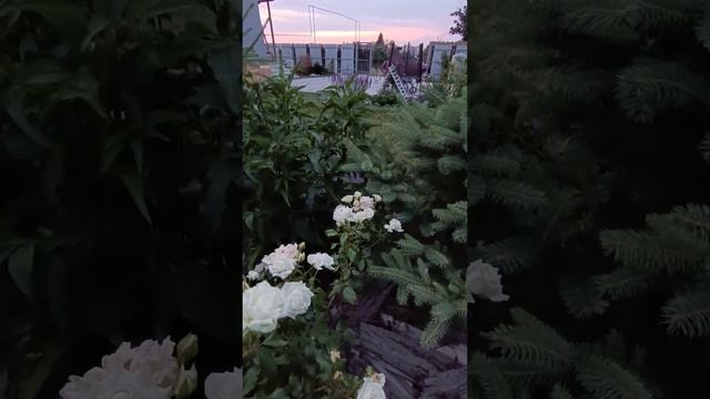 Что цветет в июне.Прогулка по саду.Черный забор и арка смотреть онлайн