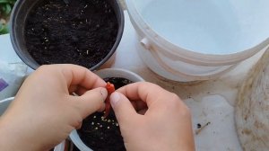 Как выращивать семена горького перца в рассаду#рассад