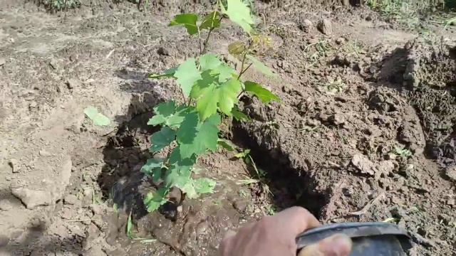 Полив та Підживлення винограду після цвітіння( Підкор смотреть онлайн