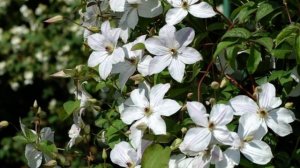 Клематис Forever Friends