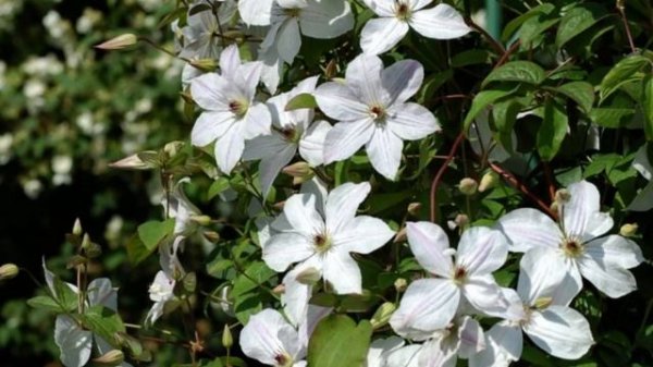 Клематис Forever Friends