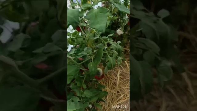 Новые томаты в новой теплице. 🍅 Август 2025 смотреть онлайн