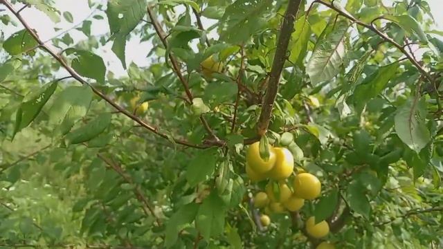 Обзор сорта крупноплодной желтой алычи Ренклод Колхо? смотреть онлайн