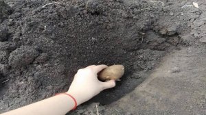 Когда сажать картошку в апреле 2021 года по лунному кале