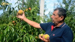 Мегаврожайний персик Фрост - один із найбільш стійких