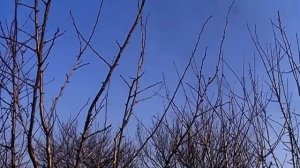 Обрезка сливы весной