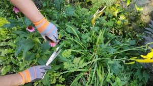 Эхинацеи: посадка, подкормка, обрезка + бешеное цветен?