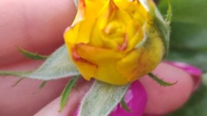 РОЗА🌹 ИНКА, ТАНТАУ, 2015Г, БЕСПРОБЛЕМНАЯ ЖЁЛТАЯ КРАСАВИ