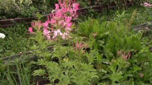 ЦВЕТОК - ПАУК или брызги шампанского? КЛЕОМА