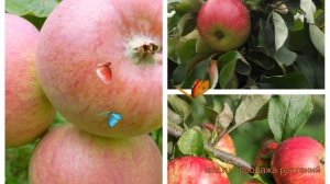 Яблоня плодовая Грушовка Московская-Мелба-Медуница ?