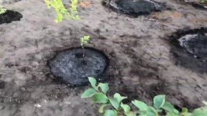 Закладываем плодово-ягодный сад с нуля