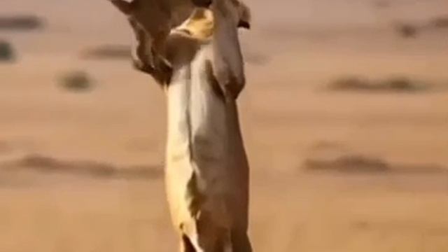 Львица спасает львенка смотреть онлайн