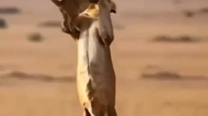 Львица спасает львенка