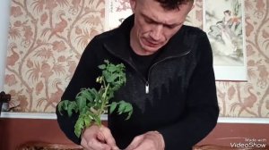 Способ прививки томатов