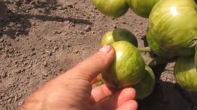 "ДЖАЛПА" и "ТОЛСТЫЙ БОЦМАН" смотреть онлайн