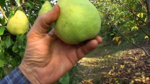 Груша БЛАНКА