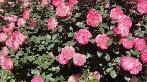 Роза Юбилей принца Монако.