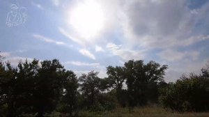 Экспериментальная посадка картофеля сорта Садон в жа?