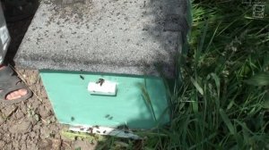 ЛОВИМ РОЙ СО СВОЕЙ ПАСЕКИ. Ловля роев или пчелы беспла?