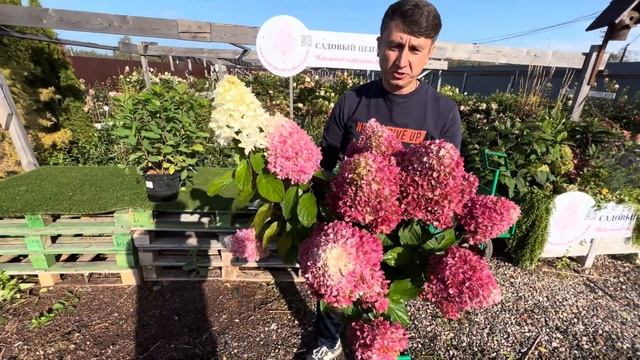 Лучшая низкорослая гортензия в Мире, Little Fraise и Little Fresco, смотреть онлайн