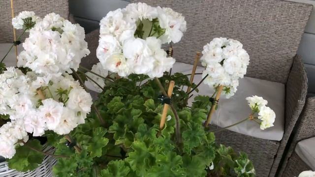 Пеларгония ИВ Жемчужина Шах Софи смотреть онлайн