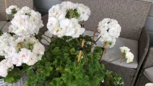 Пеларгония ИВ Жемчужина Шах Софи
