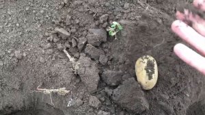 Посадка картофеля под зиму.