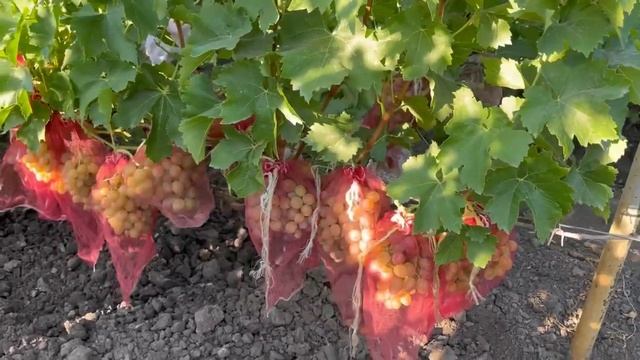 Как выбрать саженцы винограда смотреть онлайн