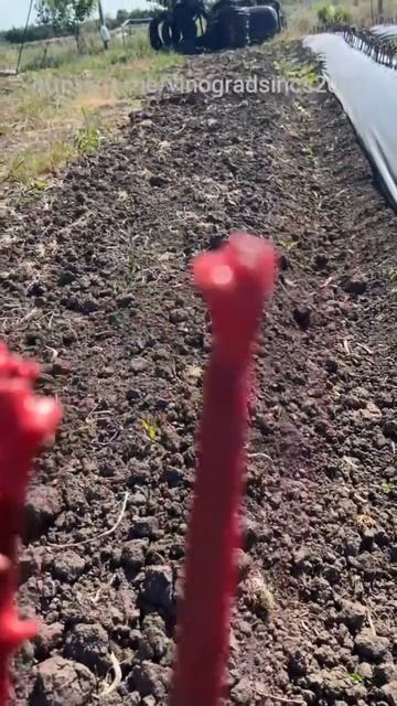 Высадка привитых саженцев винограда в школку. смотреть онлайн