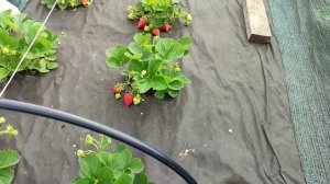 ВАЛИАНТ - урожайный сорт- нейтрал земляники с огромной