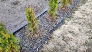 Молодые туи после зимы.Последствия после укрытия нутр