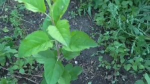 Как вырастить яблоню из семечка Растениям 6 месяцев