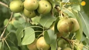 Груша в Сибири: интересные сорта, пригодные для еды и п