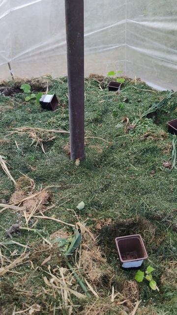 огурцы ёлочкой