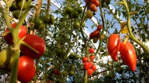 НИКОГДА НЕ ДЕЛАЮ ОТВЕРСТИЯ В СТАКАНЧИКАХ ДЛЯ РАССАДЫ ?