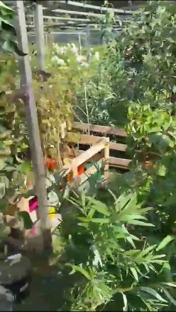 Поступление плодовки с ЗКС август 21