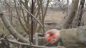 Обрезка яблони весной