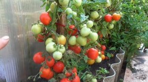 Ультраскороспелый томат Ренет. №5. Уникальный морозос