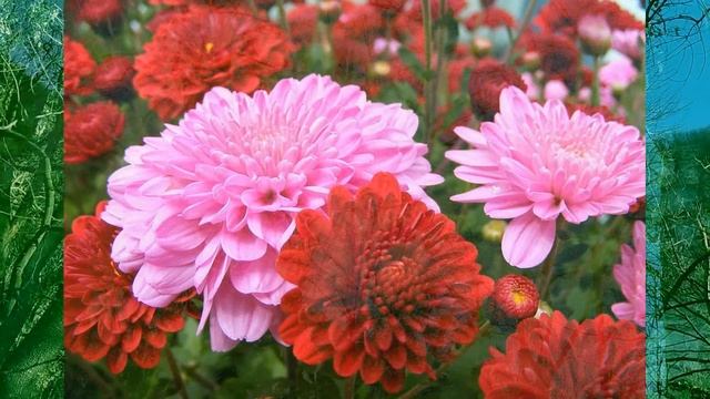 Отглеждане на хризантеми Выращивание хризантем