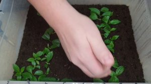 98.  сто процентное укоренение метельчатой гортензии