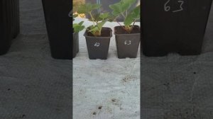 Новейшие китайские сорта клубники. Тел. 89038367533