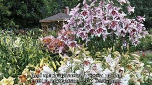 Пирамидальная лилия