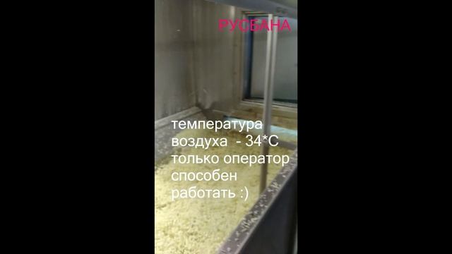 Круглогодичное производство по заморозке яблок, груш смотреть онлайн