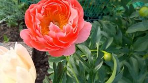 Пион Корал Чарм ( paeonia Coral Charm). Особенности роста.