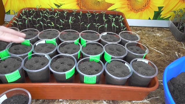 Сухой посев томатов - сеем сухие семена в сухой грунт! ?