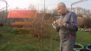 Как правильно сделать обрезку привитой яблони