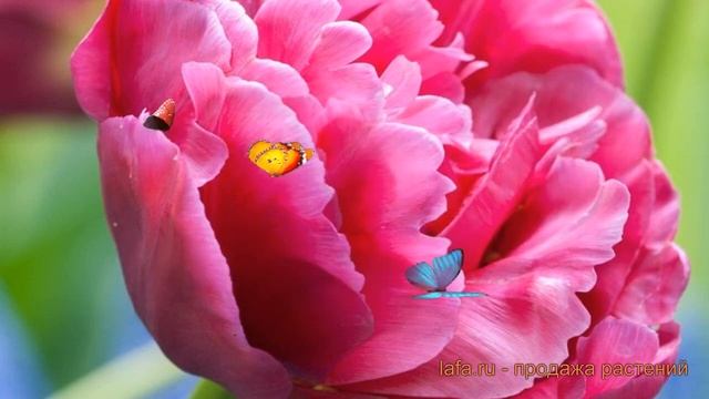 Тюльпан махровый Маргарита (tulipa Margarita) 🌿 обзор: как са?