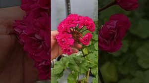 Сравнение сортов СиМ Дон Жуан и Эрик Легенда о Фениксе