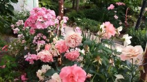 Самый красивый розарий